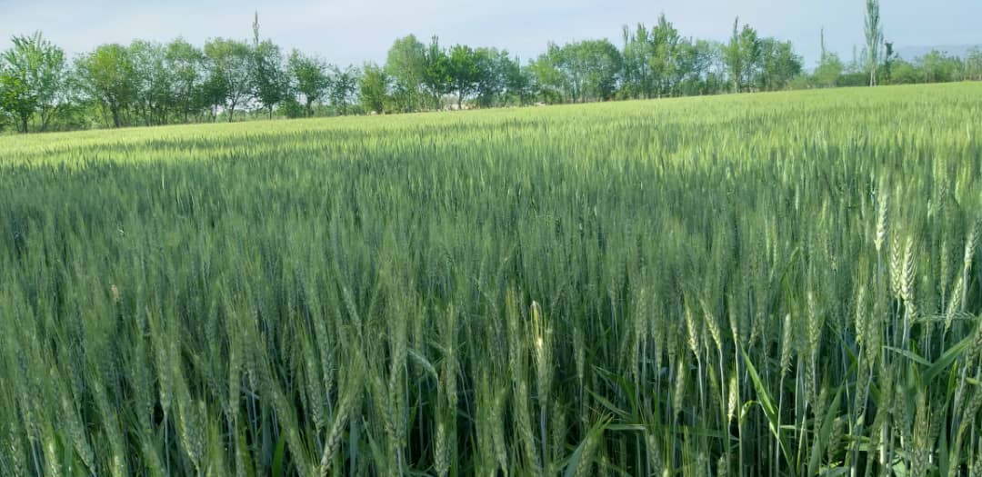 د کندز دکرنې ریاست:شمال ختيځ زون کې څه باندې ١٢زره متريک ټنه دغنمو اصلاح شوي تخمونه تولیدېږي