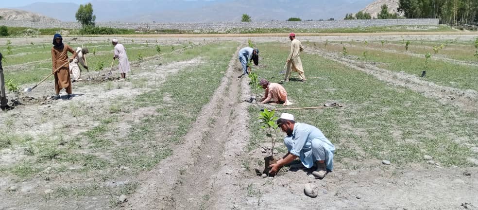 د ننګرهار کانال ریاست کې د تفریحې پارک او کلیکسیون بڼ جوړولو چارې روانې دي