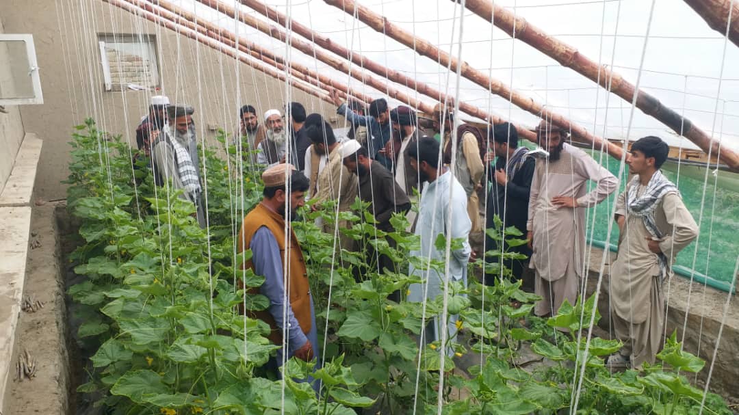 د کابل چهارآسیاب کې یوشمېر کروندګر وروزل شول