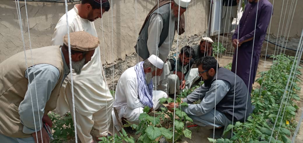 د لوګر محمدآغې کې ۱۰۰ بزګران وروزل شول