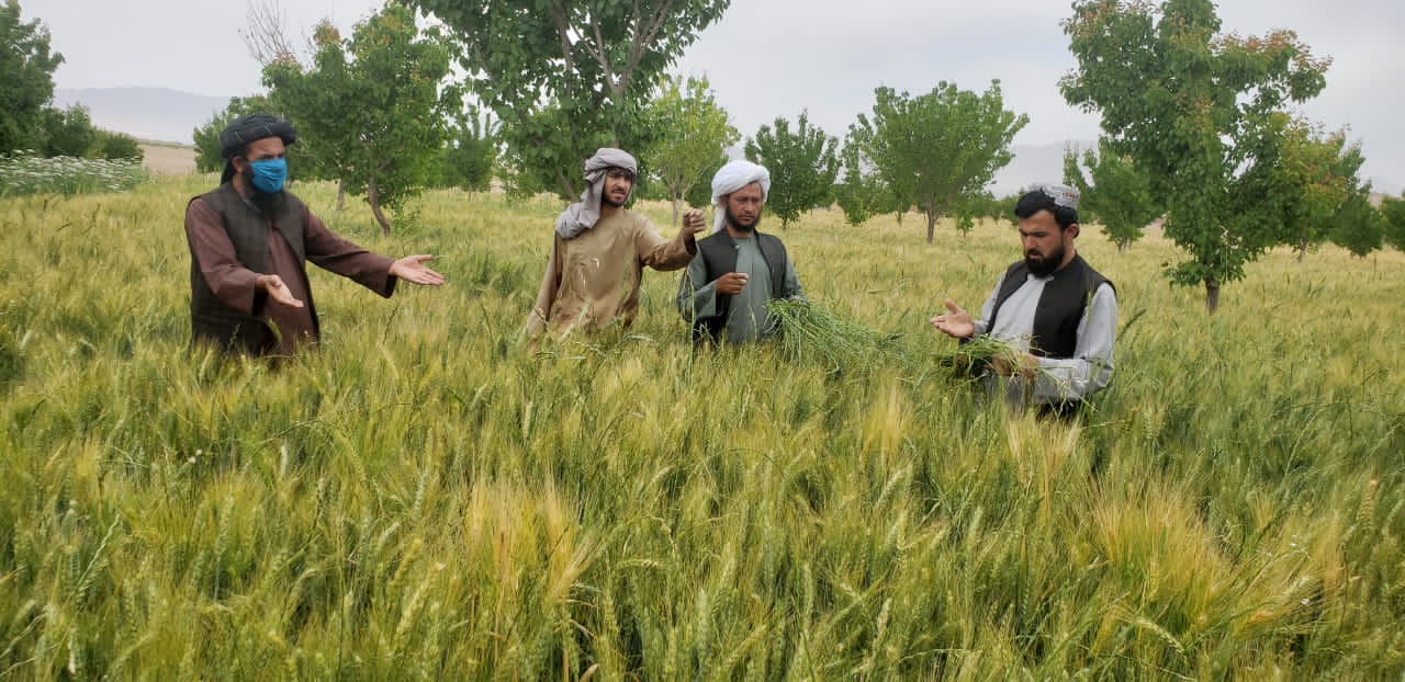 اروزګان کې د هرزه ګیاوو د کنټرول په برخه کې یوشمېر بزګران ورزول شول