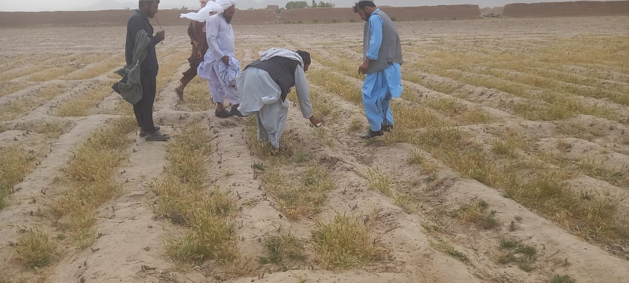 هلمند  کې د مضره ملخانو سره د مبارزې په پار کمپاین او عامه پوهاوی پیل شو