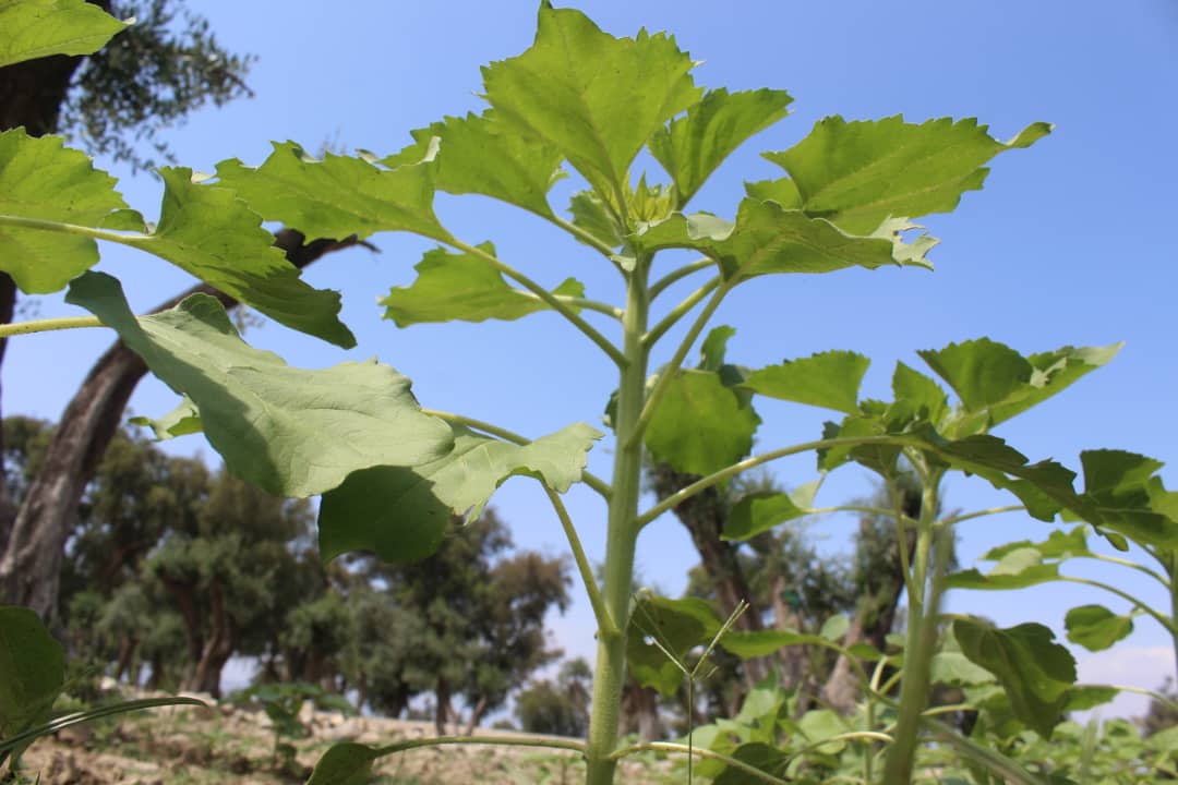 د ننګرهار کانال رياست درېیم فارم کې د لمر ګلې حاصلات ډېرېږی 