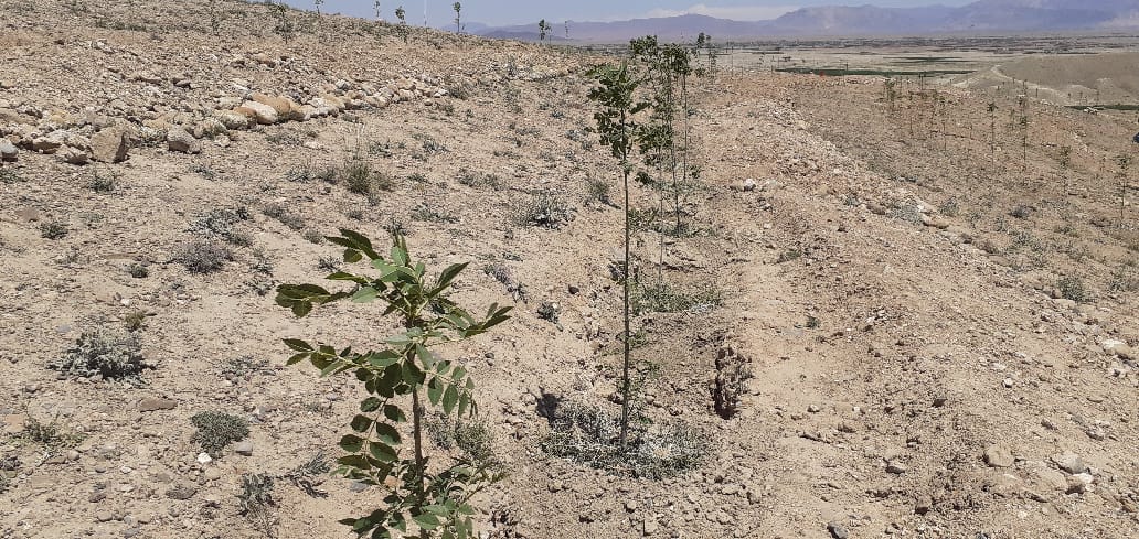 د لوګر دکرنې ریاست: د شهیدانو غونډۍ کې د درېوو پروژو چارې پیل شوې