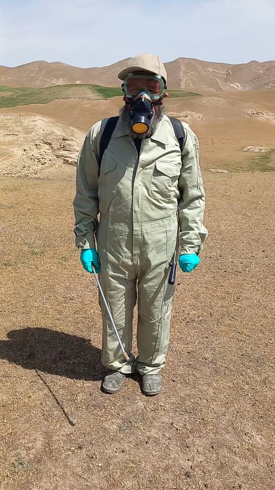 پاک‌کاری بیش از یک هزار هکتار زمین از وجود ملخ در ولایت فاریاب