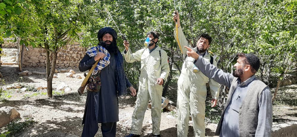 کمپاین مجادله علیه امراض و آفات نباتی در ولسوالی الهسای ولایت کاپیسا آغاز گردید