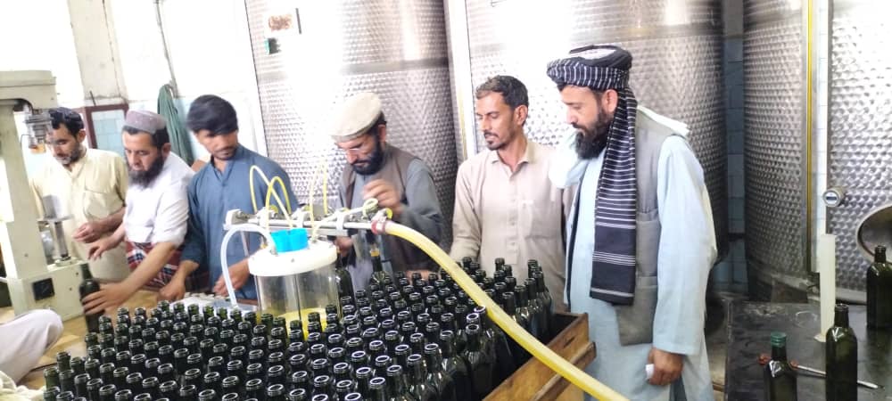 د ننګرهار کانال د زیتونو فابریکې تېل بهر ته صادرېږي