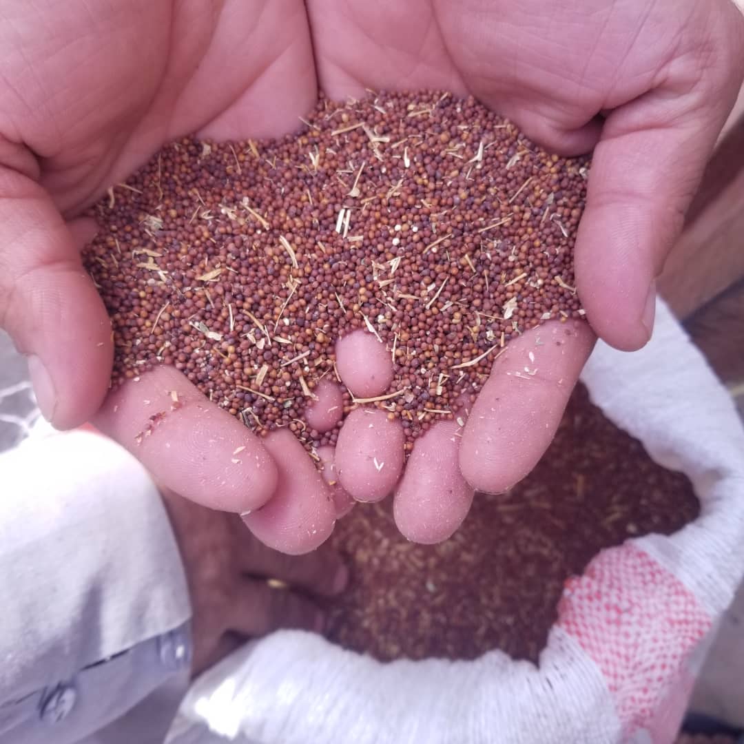 اروزګان کې د شړشمو ترویج په پار هڅې