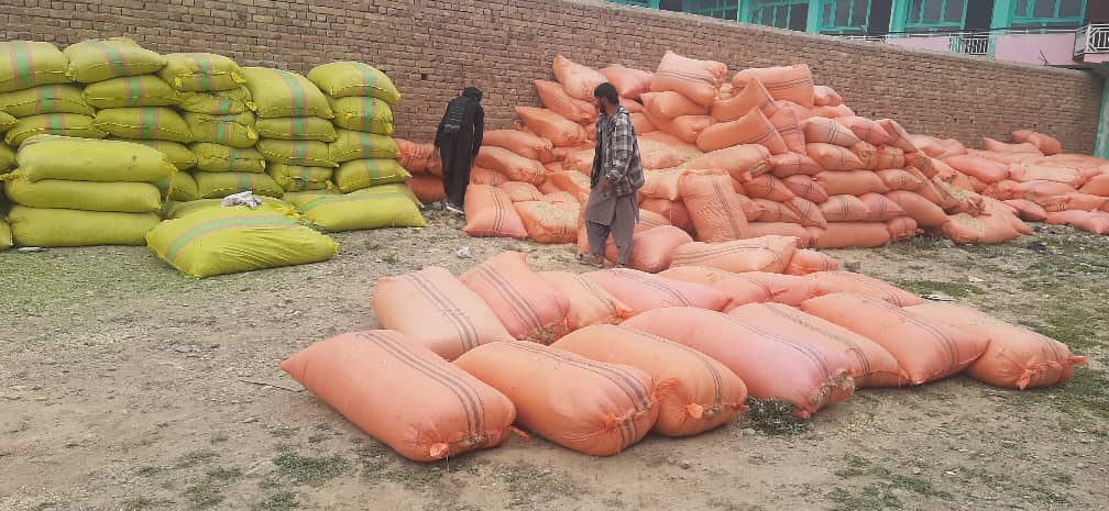 پکتیا کې ۲۵ بې وزلو کورنیو سره د غواګانو خوراکي توکو مرسته وشوه