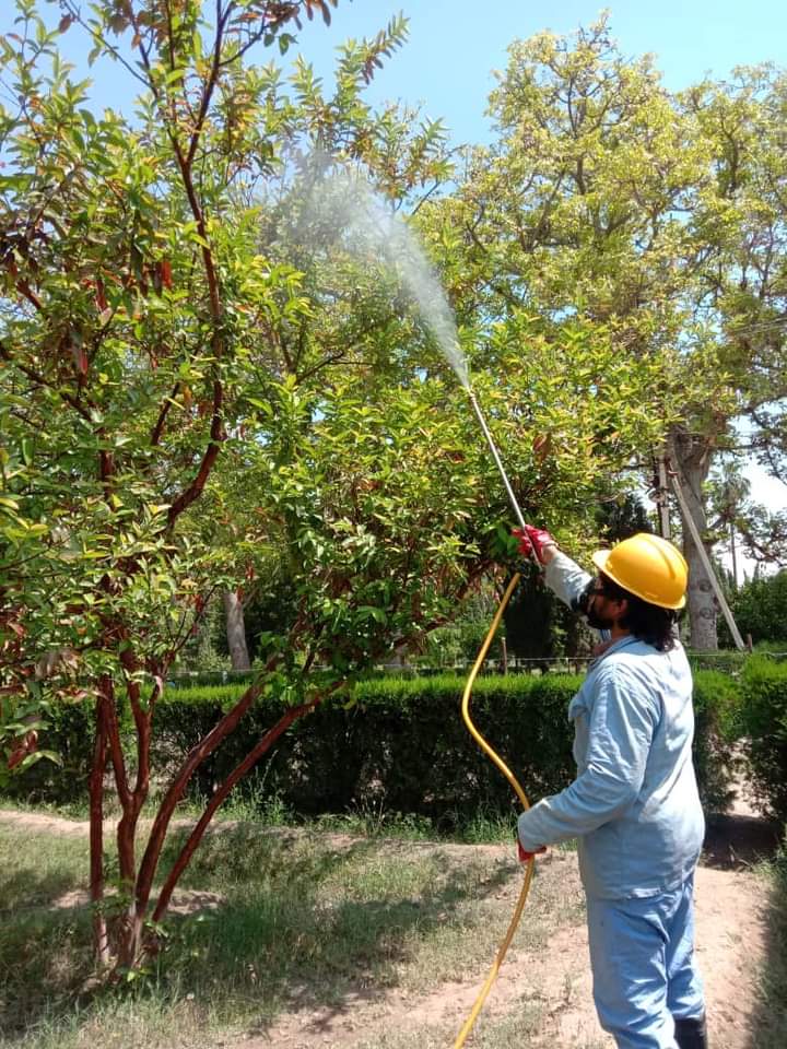 د ننګرهار کانال کې د ونو د ناروغیو مخنیوی په پار هڅې