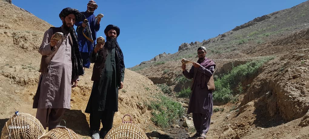 تلاش به منظور حفاظت از پرندگان کمیاب در غور