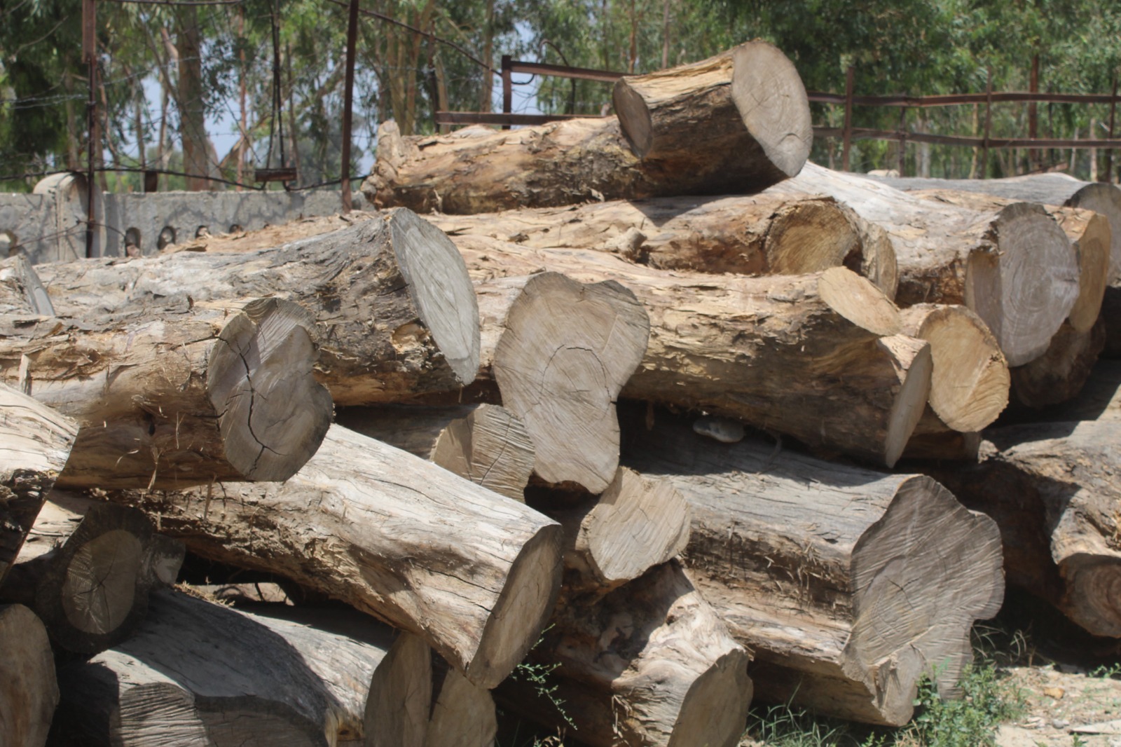 د ننګرهار کانال رییس: د ترکاڼۍ فابریکې چارې او امکانات پراخېږي