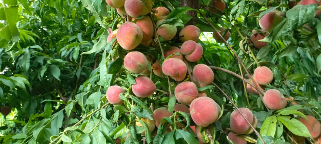 د ننګرهار چپرهار کې د بڼوالۍ پراختیا په پار هڅې