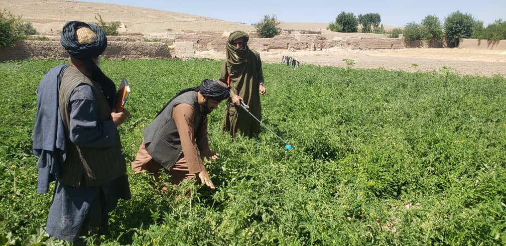 اروزګان کې یوشمېر بزګران وروزل شول