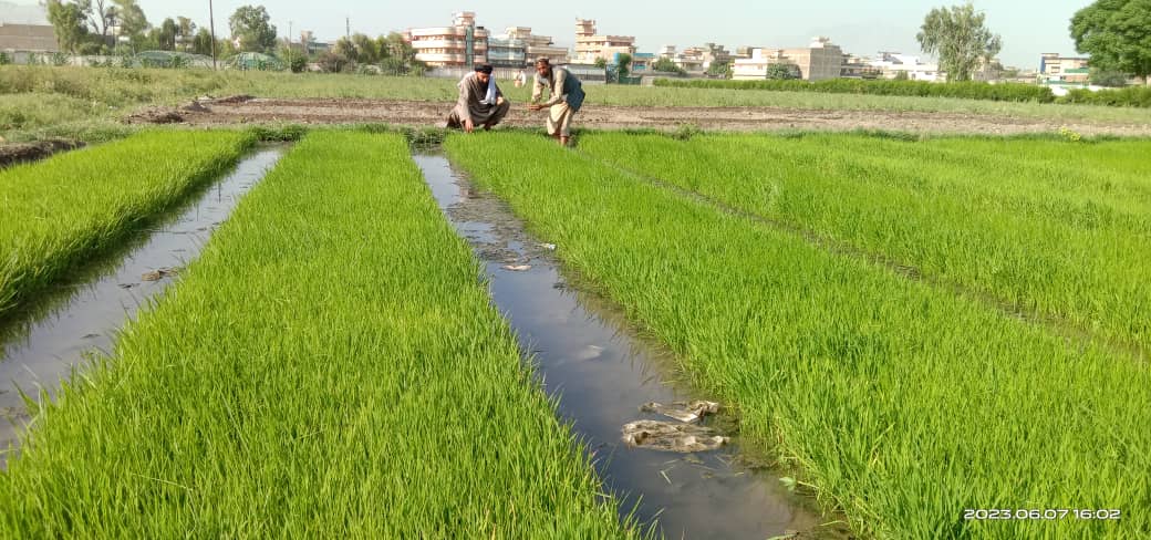 ننګرهار کې د شولو کرکېله پیل شوه