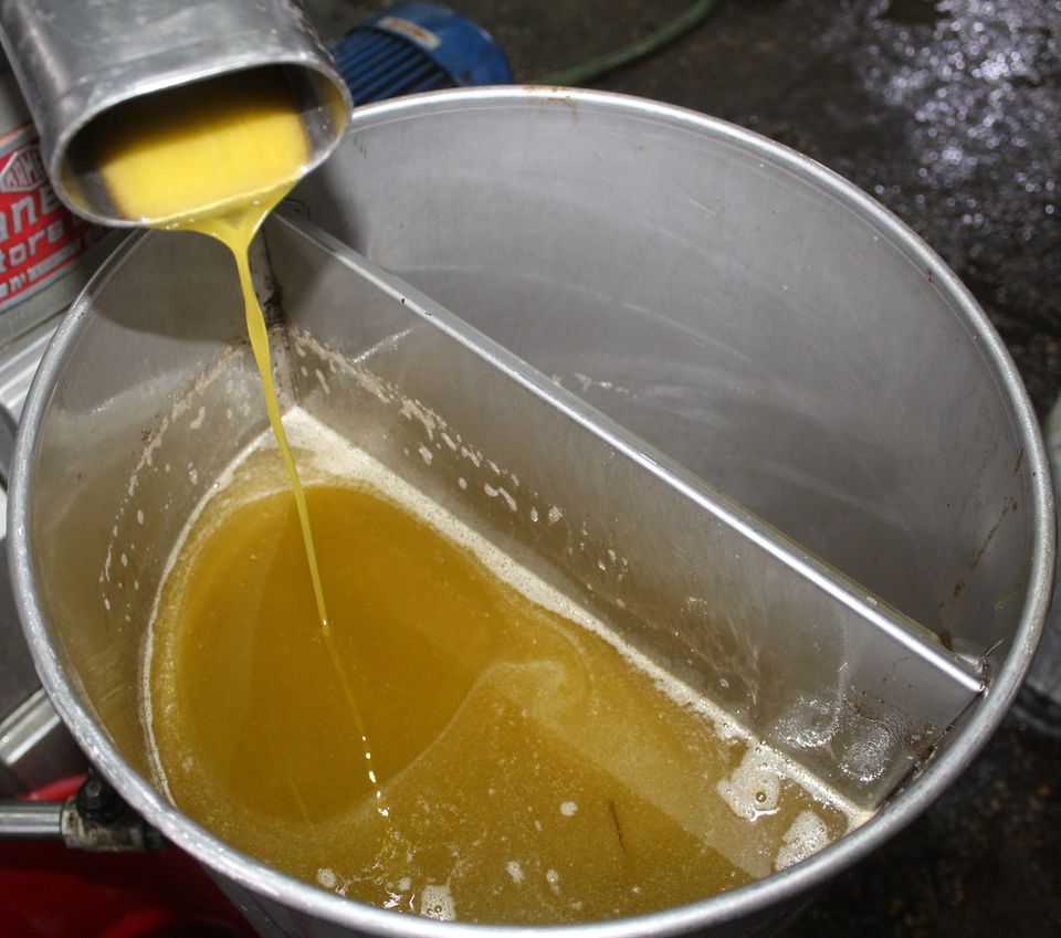 د ننګرهار کانال ریاست په ۴۰۰ جریبه ځمکه د زیتونو بڼونه جوړ شوي دي