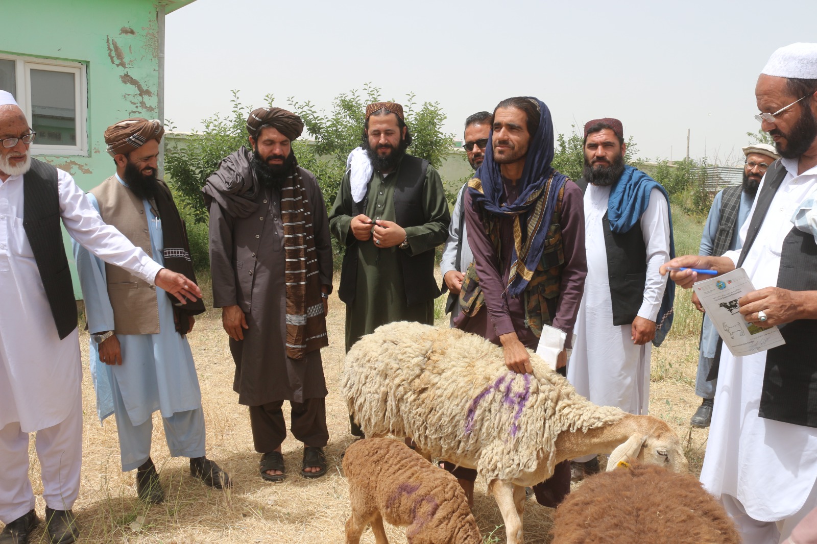 پکتيا کې پر ۳۷۰  اړمنو کورنيو  د مېږو د وېش لړۍ پيل شوه