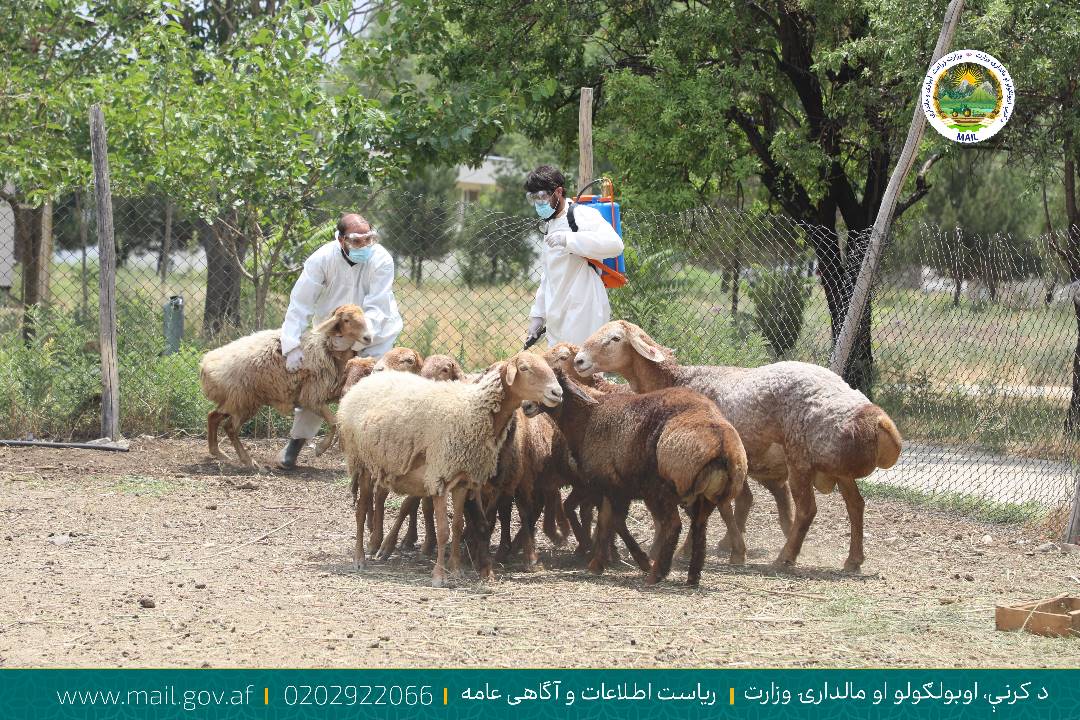 افتتاح کمپاین مبارزه علیه بیماری کانگو در کابل