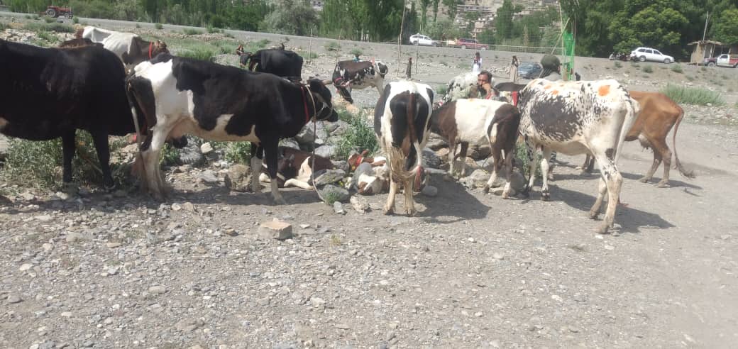 د بې وزلو کورنیو ملاتړ په پار هڅې؛ پکتیا کې یوشمېر کورنیو سره مرستې وشوې