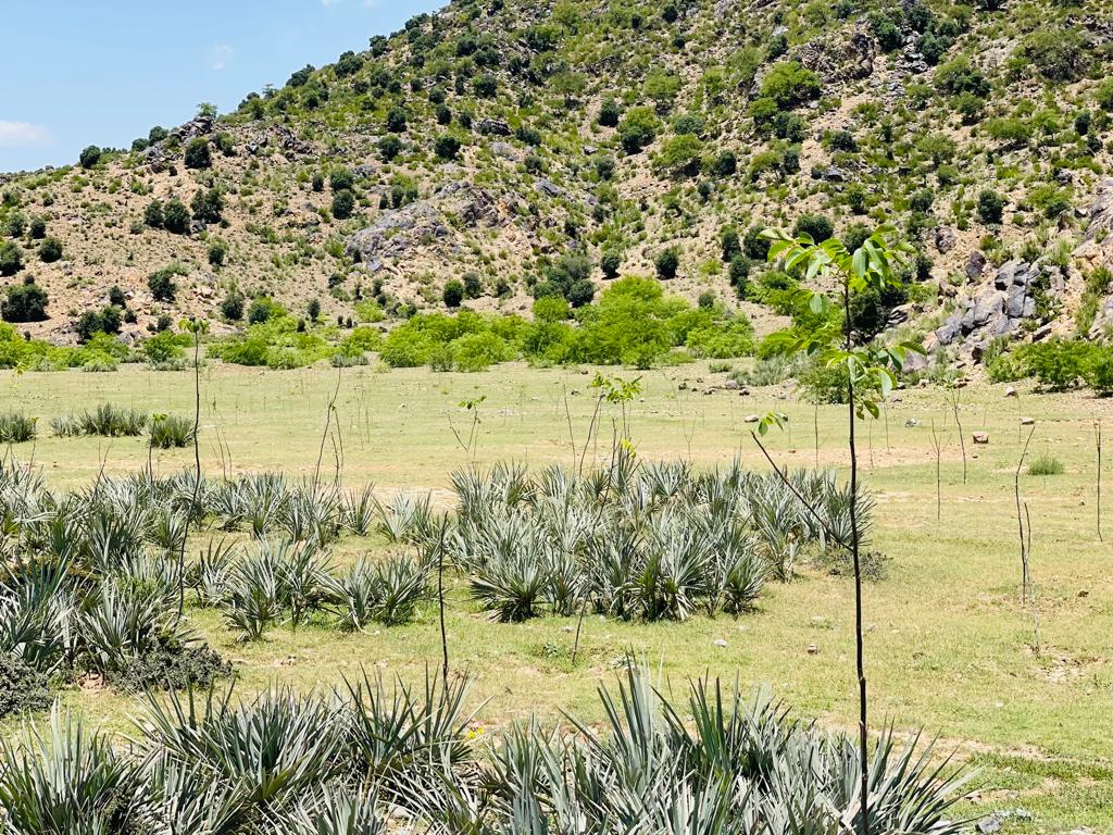 د خوست په ځنګلونو کې د اوبو زېرمې جوړېږي