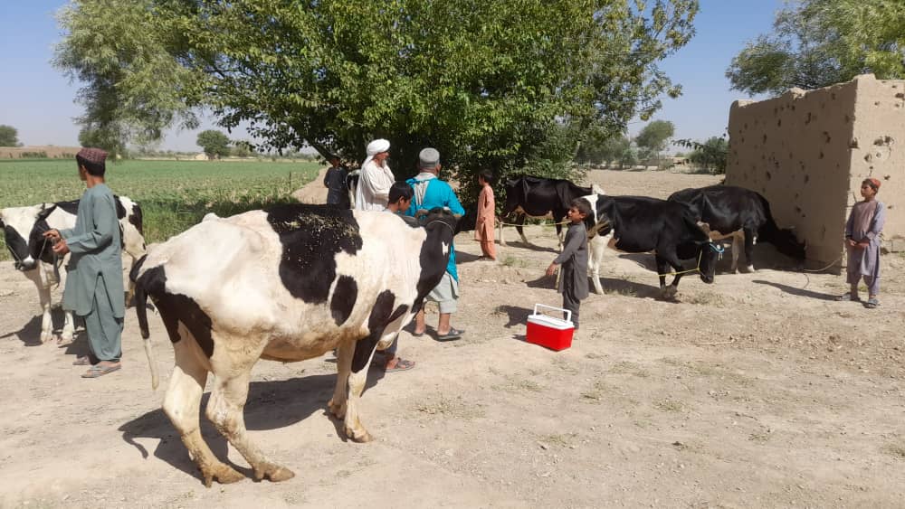 د هلمند نادعلي کې دڅارویود پوستکي ناروغۍپر وړاندې دواکسین کمپاین دویم پړاو پیل شو