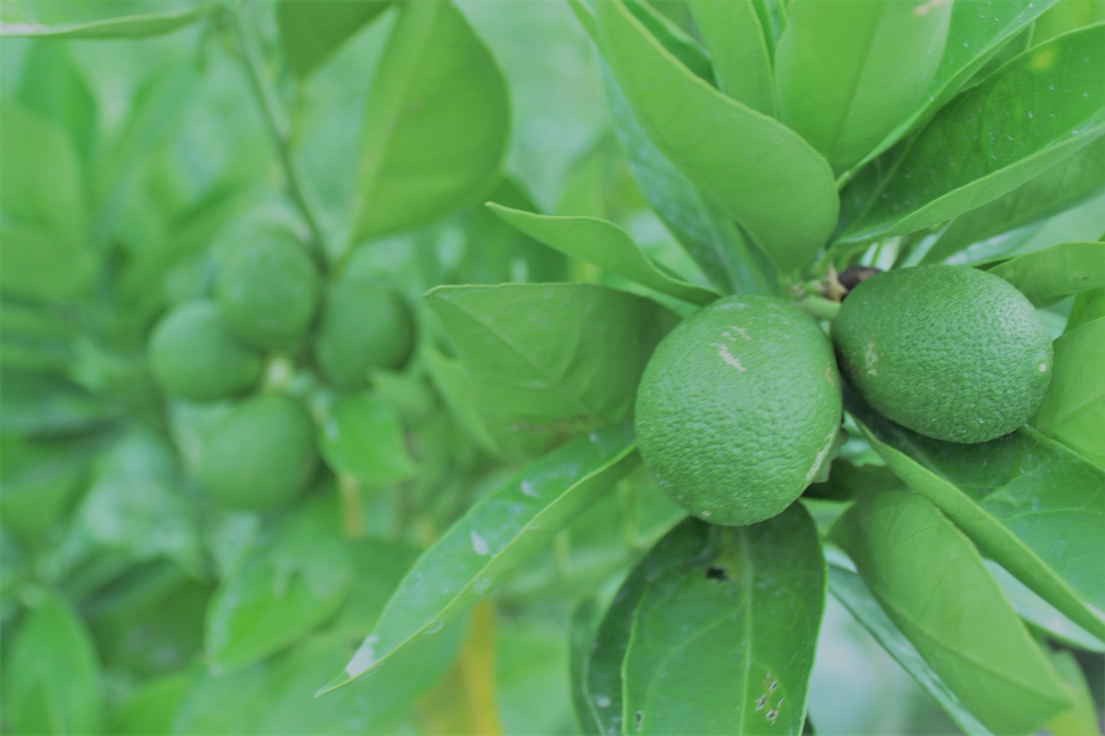 د ننګرهار کانال ریاست: د مالټو بڼونو محصولات ډېر شوي