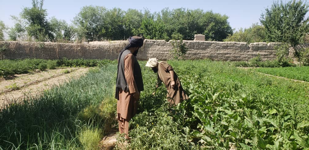 اروزګان کې یوشمېر بزګران وروزل شول