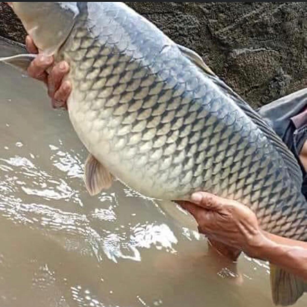 ننګرهار کې یوشمېر کب روزونکي روزل کېږي