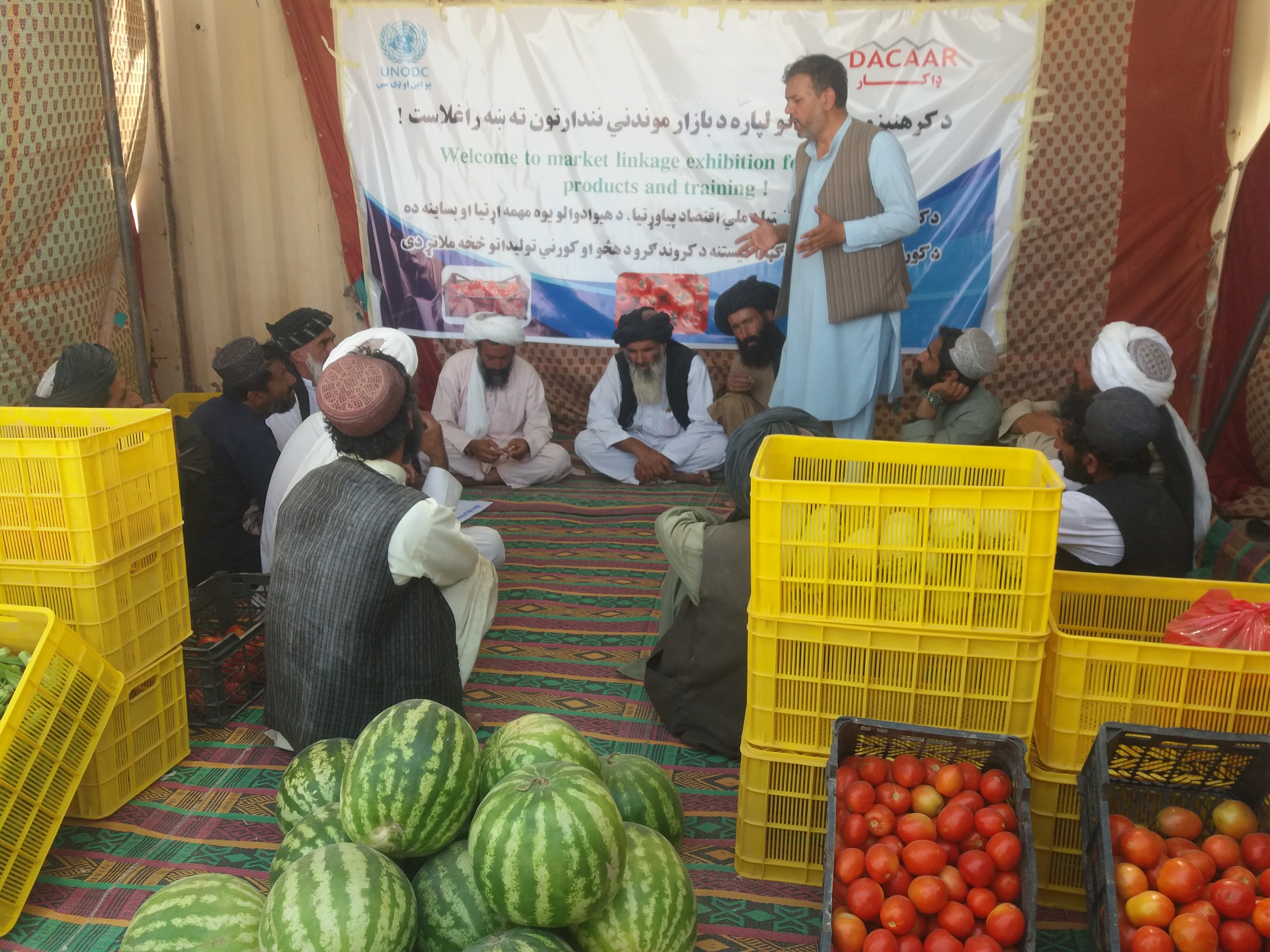 د هلمند مارجې ولسوالی کې د سبو د اصلاح شویو تخمونو د حاصلاتو نندارتون دائر شو