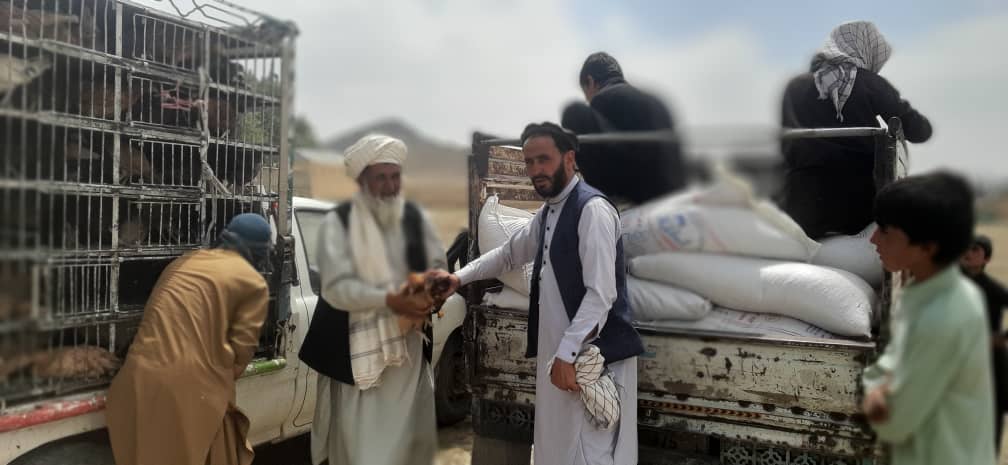 پکتیا کې ۳۸ کورنیو ته د چرګانو فارمونه جوړ شول