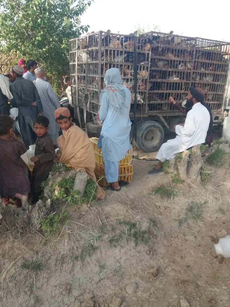 د هلمند مارجه کې د بېوزله کورنیو د ملاتړ په پار هڅې؛ ۴۰ کورنیو ته د چرګانو واړه فارمنه جوړو شول