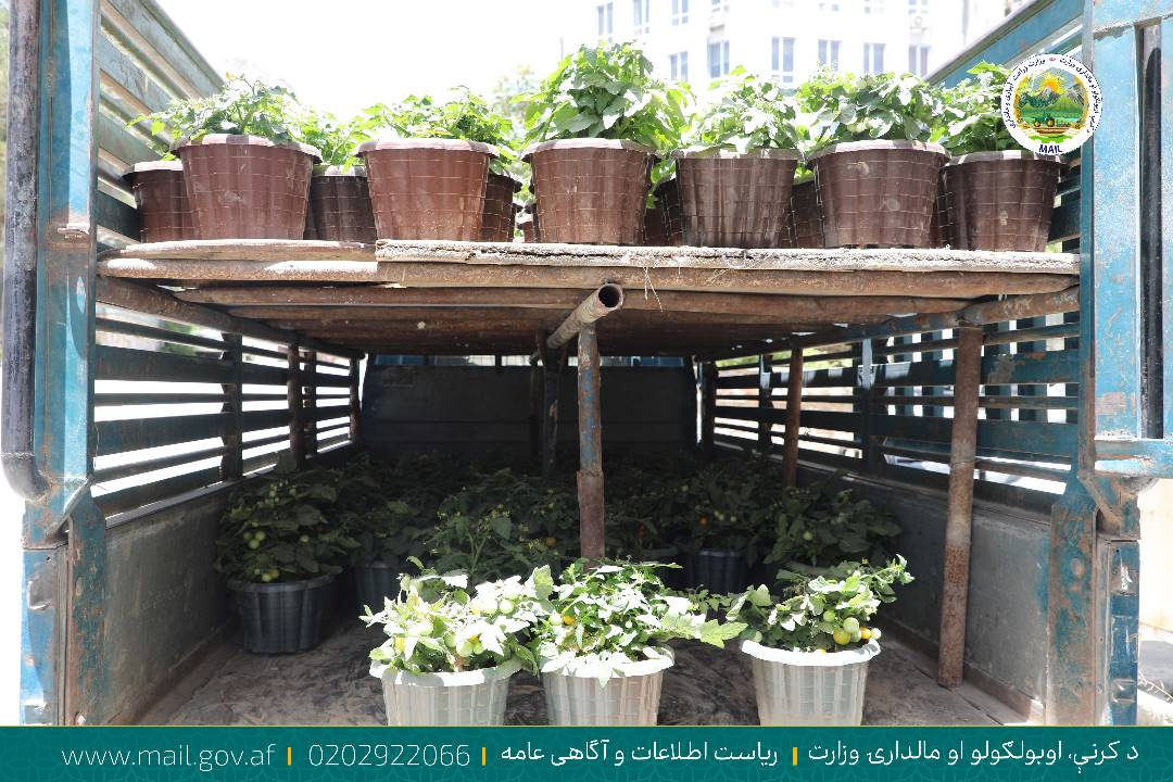 کرنې وزارت ته د تزئیني رومي بانجانو څه باندې ۱۸۰ ګلدانونه وسپارل شول