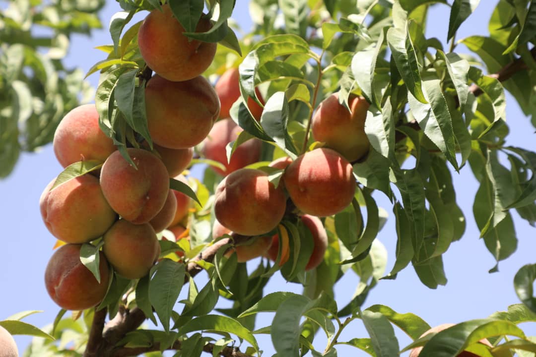 د غزني ولایت د بڼونو د شفتالو حاصلات ۱۷۰۰ ټنو ته رسېدلي