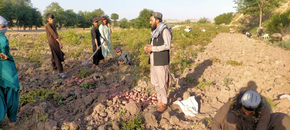 د ننګرهار حصارک کې یوشمېر کروندګر وروزل شول