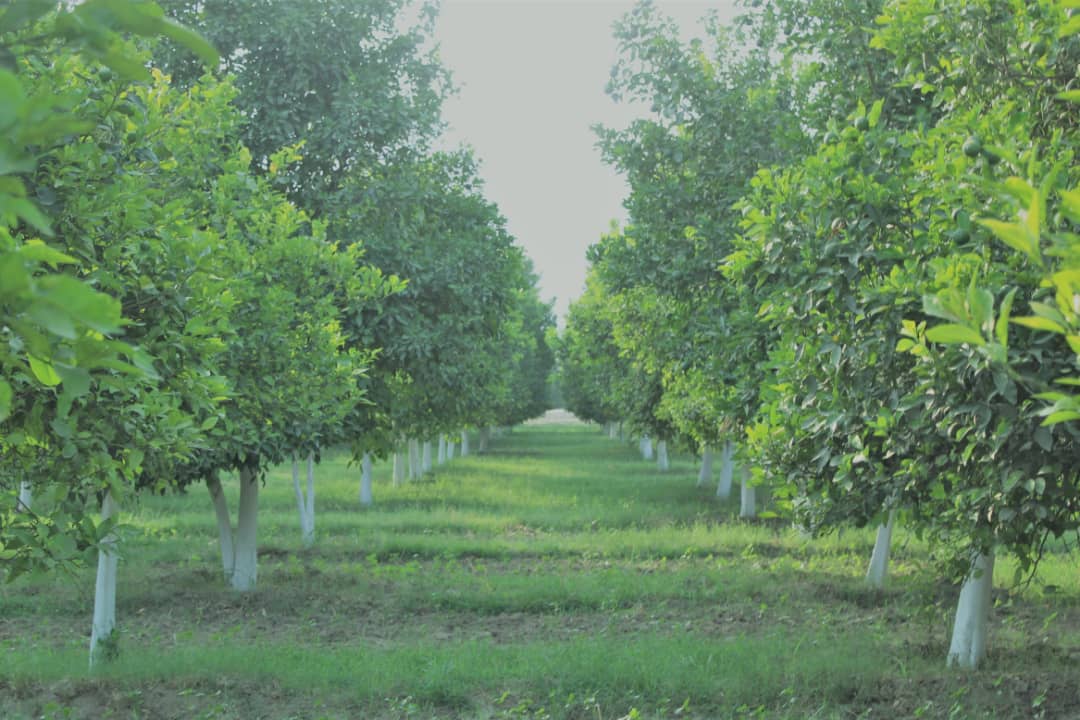د ننګرهار کانال رییس: د نارنجو بڼونو ډېرولو په پار هلې ځلې کوو