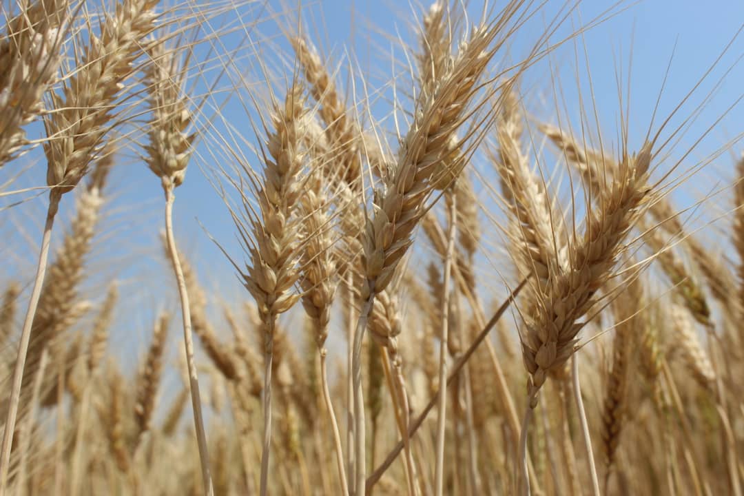 د ننګرهار کانال شرکت: غواړو د غنمو اصلاح شویو تخمنو د تولید کچه زر مټریک ټنو ته ورسوو