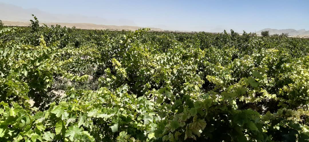 راهنمایی باغداران در ولسوالی کلکان ولایت کابل 