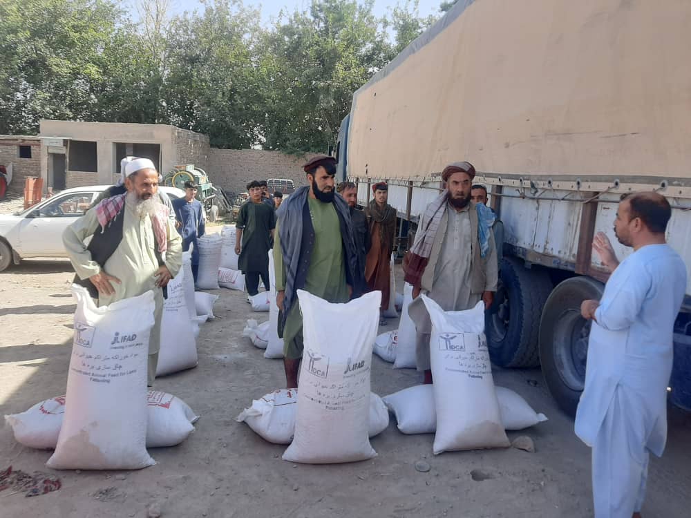 بغلان کې پر ۵۷۱ مالدارانو د څارویو د خوراکي توکو وېش لړۍ پیل شوی
