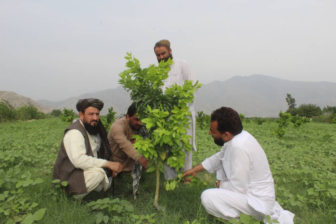 د ننګرهار کانال ریاست کې د تفریحې پارک او کلیکسیون بڼ جوړولو چارې روانې دي