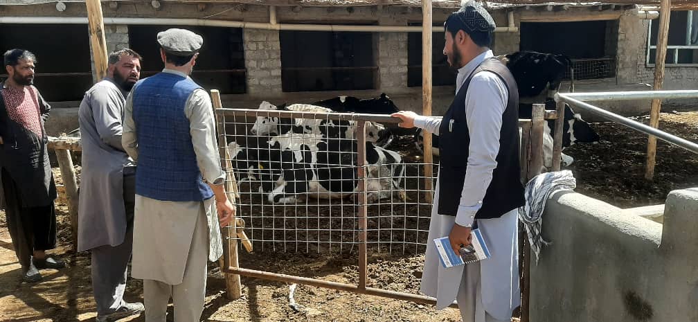 پکتیا کې د مالدارۍ سکټور پراختیا په پار هڅې