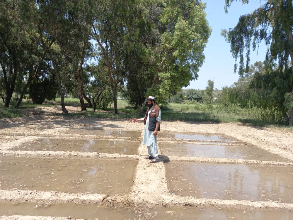 خوست کې د جوارو د کرکېلي د ترویج او تکثیر په پار څېړنې روانې دي