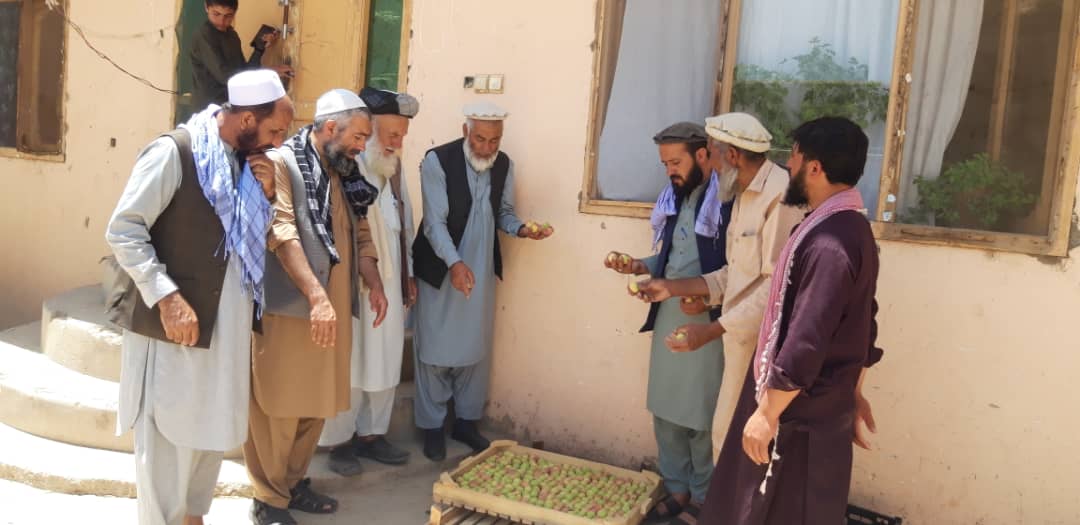 چگونگی خشک نمودن زردآلو برای باغداران ولسوالی چهار آسیاب آموزش داده شد