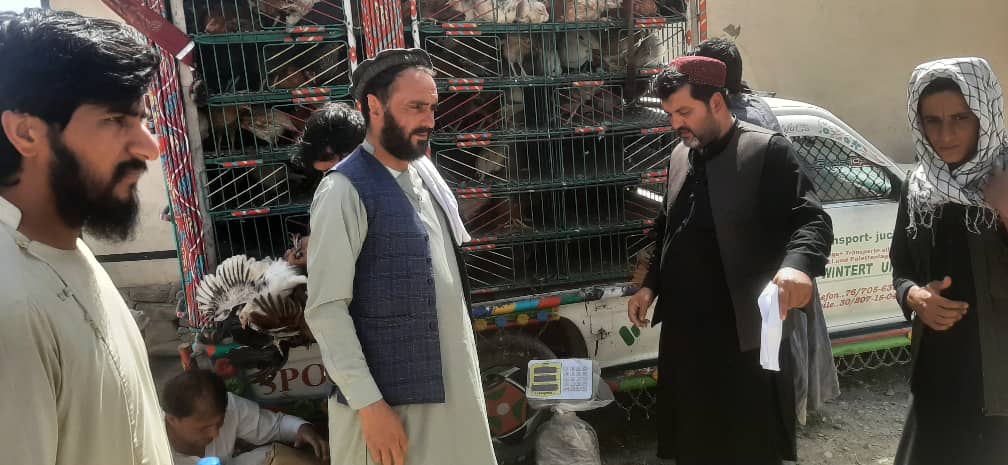 د پکتیا روحاني بابا کې ۱۰۰ کورنیو ته د چرګانو واړه فارمنه جوړ شول