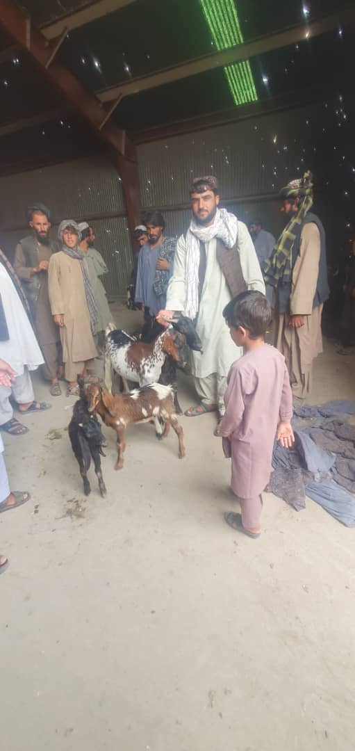 د هلمند مرکز کې پر ۴٠ کورنیو وزې ووېشل شوې