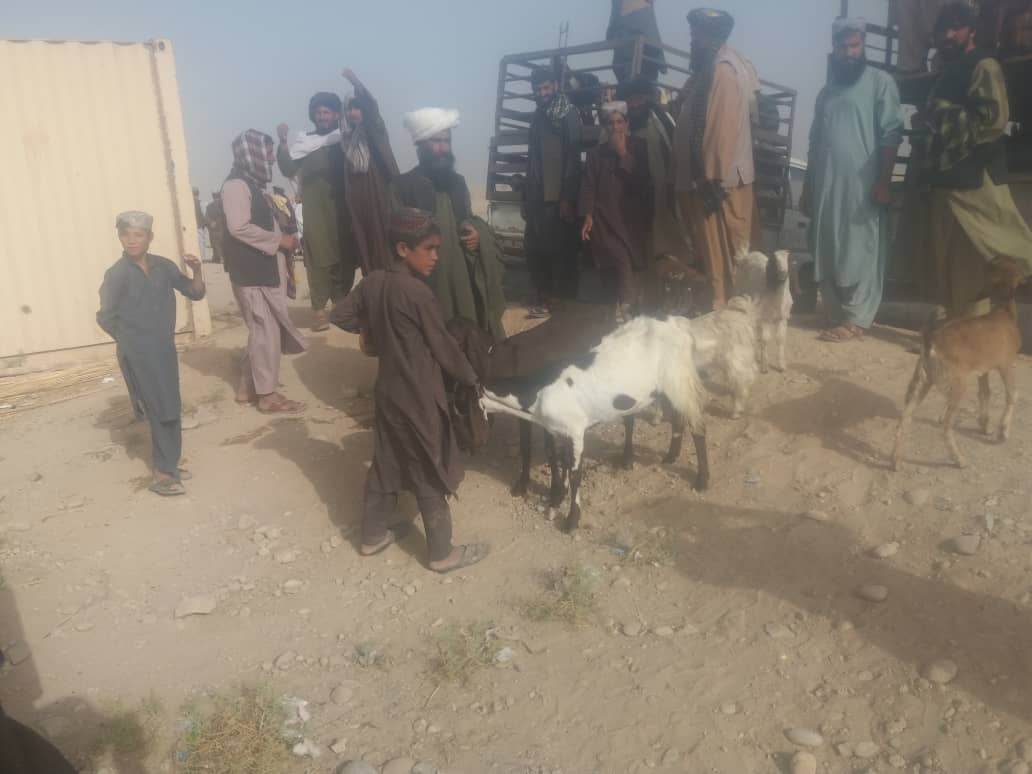 هلمند کې په ۴۰ بې زوله او اړمنو کورنیو وزې ووېشل شوې