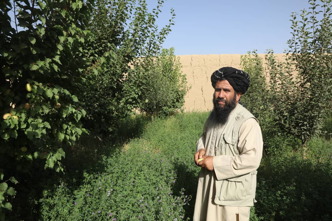دریاخان جمیل زمین خشک را در غزنی به باغی مملو از میوه جات تبدیل کرده