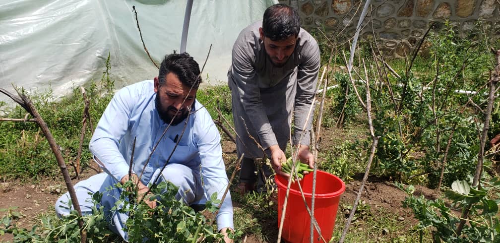 نورستان کې د مټرو حاصلات ډېر شوي