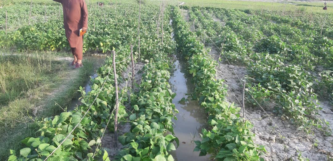 خوست کې یوشمېر کروندګر وروزل شول