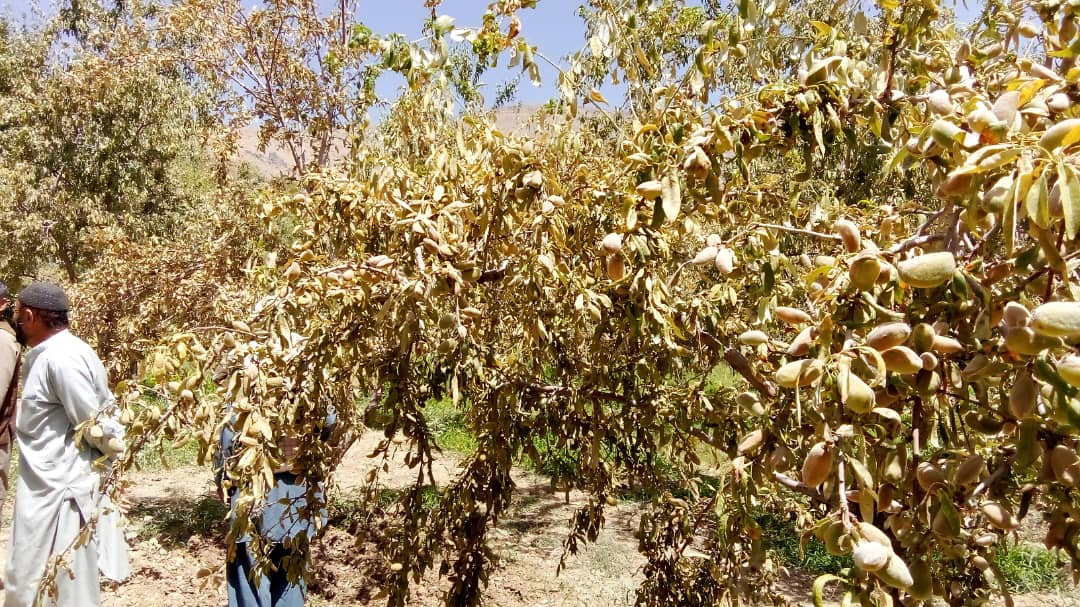 آموزشدهی کنترول آفات و امراض نباتی برای دهقانان دایکندی