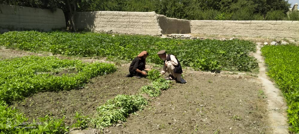 ننګرهار کې یوشمېر بزګران وروزل شول